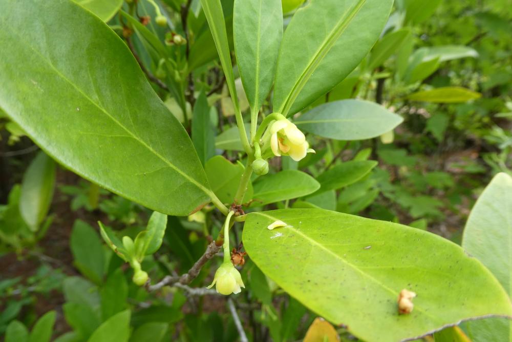 Photo of Yellow Anise (Illicium parviflorum) uploaded by LoriMT