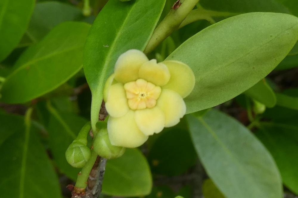 Photo of Yellow Anise (Illicium parviflorum) uploaded by LoriMT