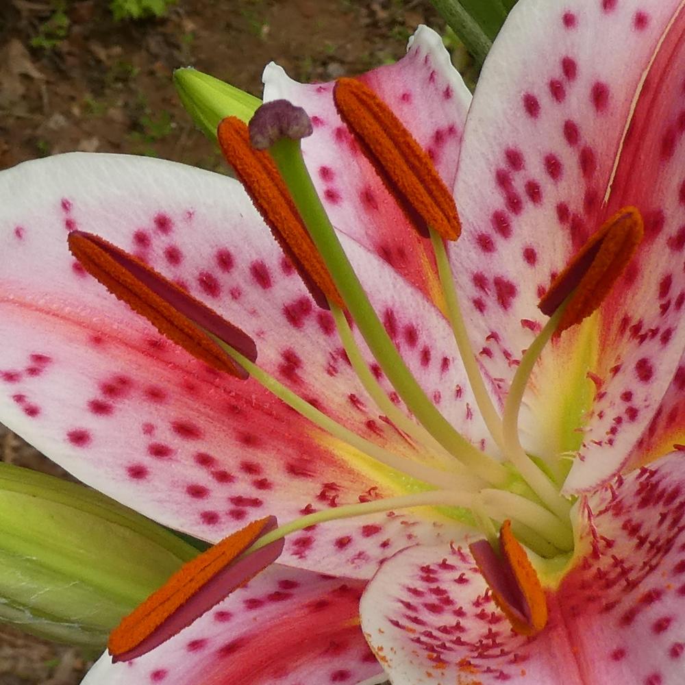 Photo of Oriental Lily (Lilium 'Star Gazer') uploaded by LoriMT
