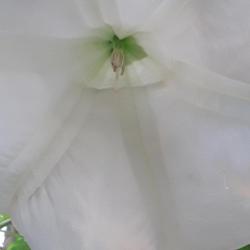 Location: Merritt Island, Florida
Date: 2022-05-28
A peek inside the bloom