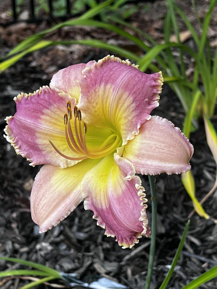 Photo of Daylily (Hemerocallis 'Mountains Bow Down') uploaded by TennCay