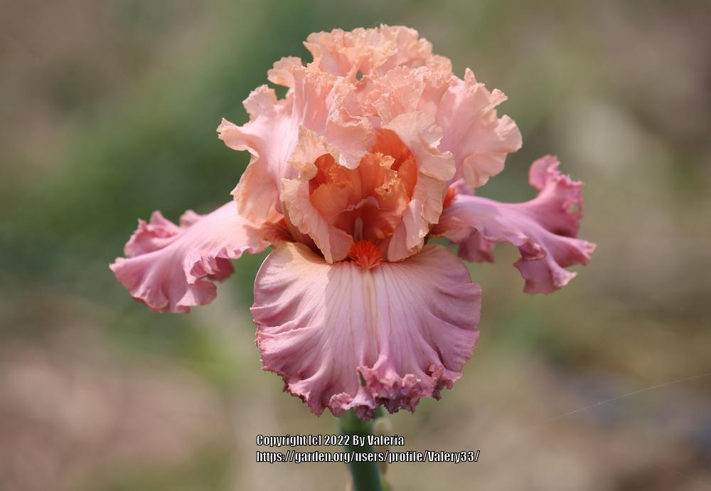 Photo of Tall Bearded Iris (Iris 'Abiding Love') uploaded by Valery33