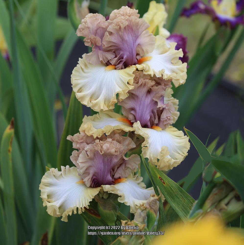 Photo of Tall Bearded Iris (Iris 'Colourable') uploaded by Valery33
