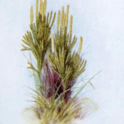 
Date: 1905
illustration [as Lycopodium obscurum] by Ida Martin Clute from 'T