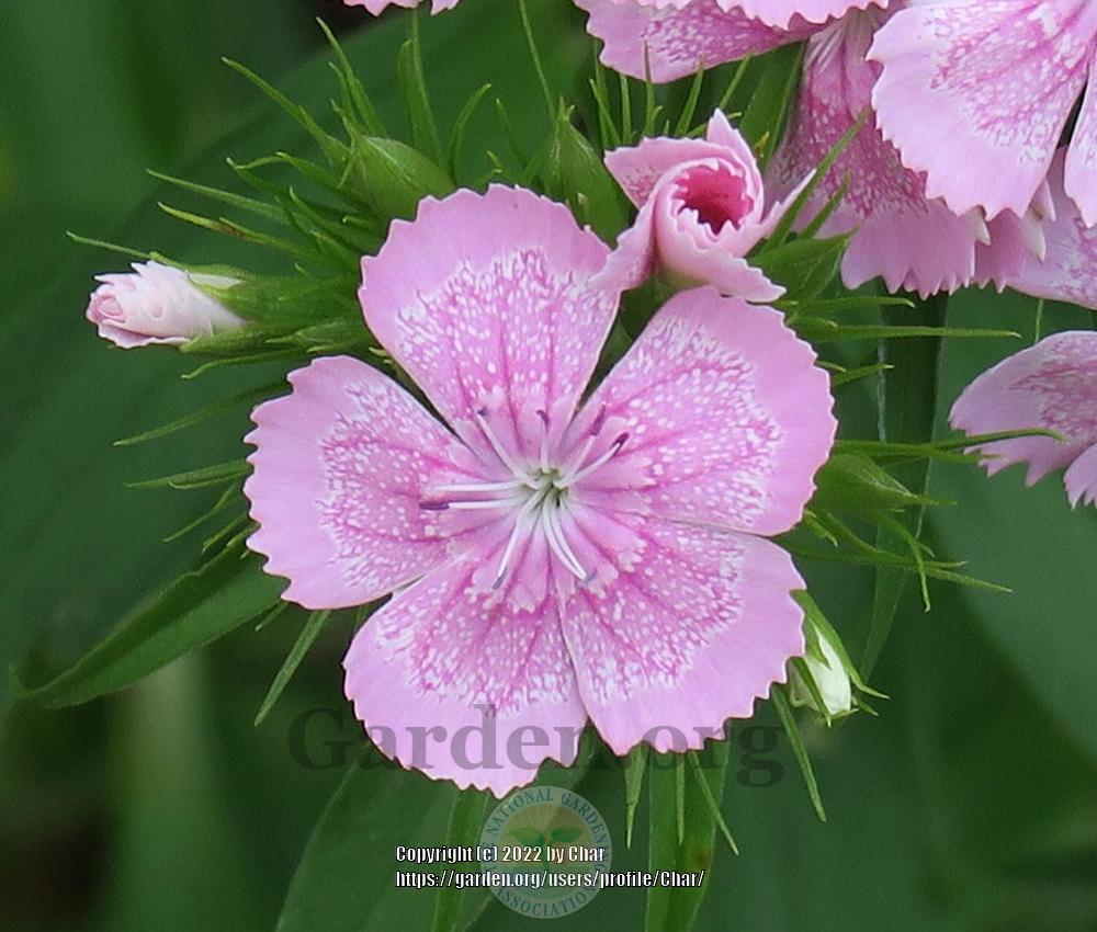 Photo of Sweet William (Dianthus barbatus) uploaded by Char