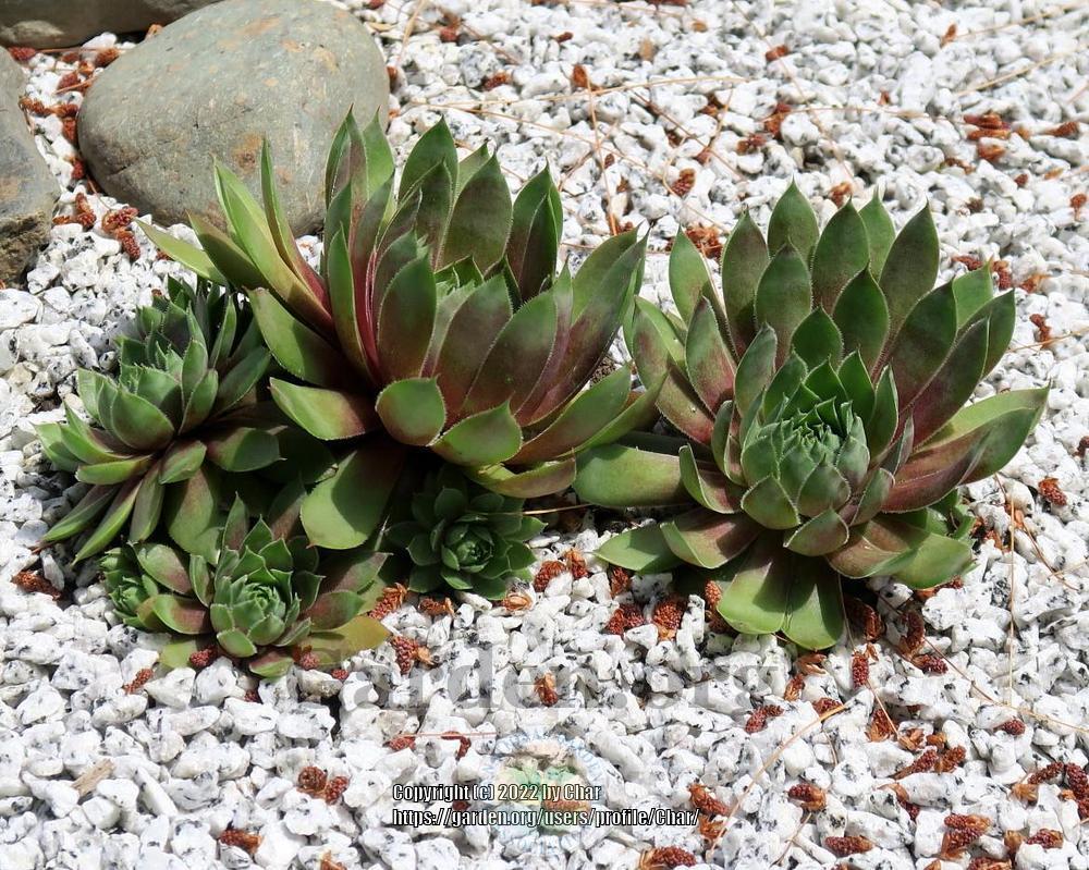 Photo of Hen and Chicks (Sempervivum 'Dippy Dame') uploaded by Char
