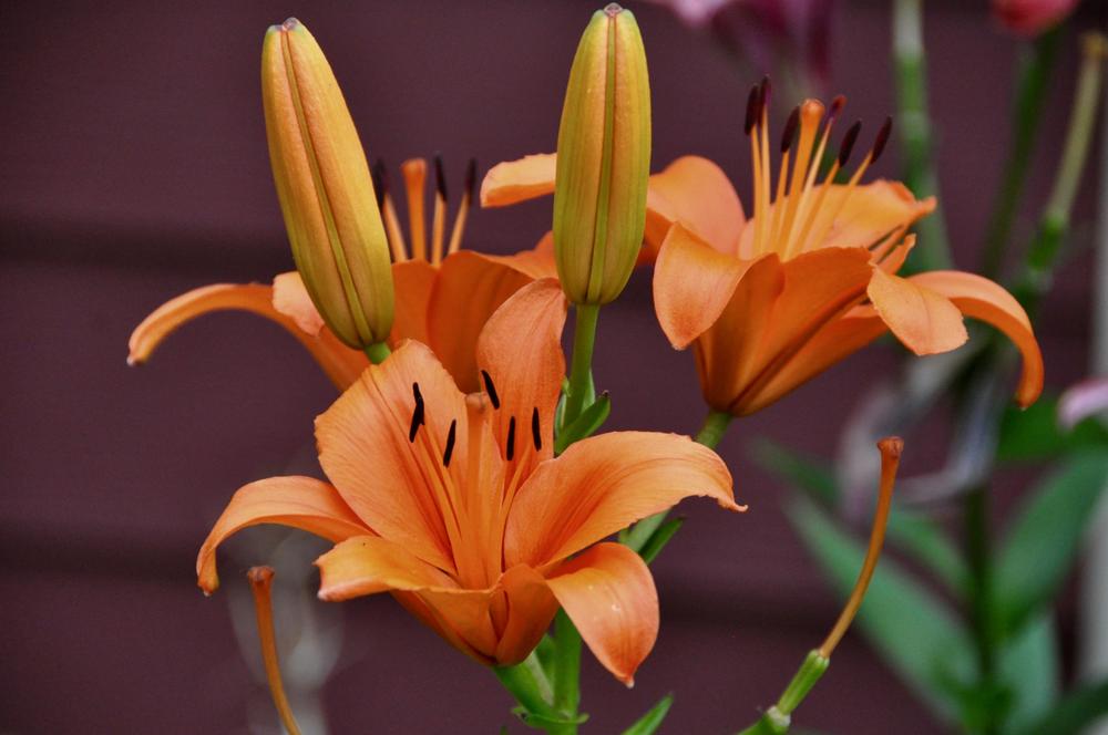 Photo of Lily (Lilium 'Brunello') uploaded by Fleur569