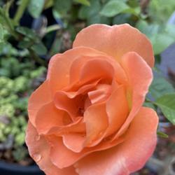 Location: My garden in Tampa, Florida
Date: 2022-06-30
First bloom of my bare root rose.