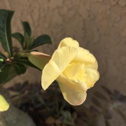 Location: My garden in Tampa, Florida
Date: 2022-06-30
My grafted yellow desert rose. This has light fragrance.
