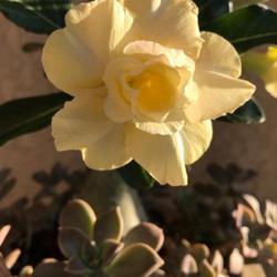 Location: My garden in Tampa, Florida
Date: 2022-06-30
My yellow grafted desert rose.