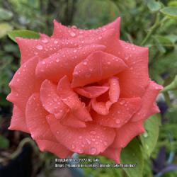 Location: My garden in Tampa, Florida
Date: 2022-06-30
My Tropicana rose bloom.
