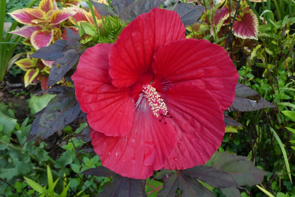 Photo of Hybrid Hardy Hibiscus (Hibiscus 'Midnight Marvel') uploaded by LoriMT