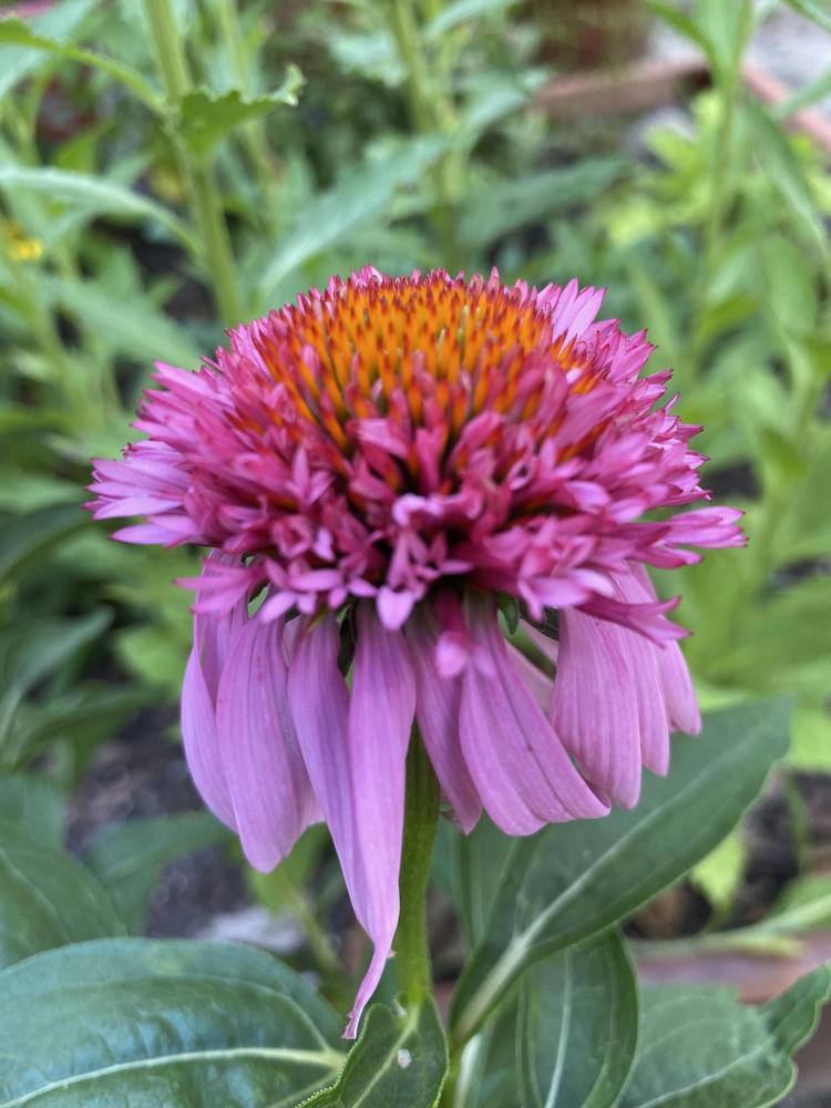 Photo of Coneflower (Echinacea Double Scoop™ Bubble Gum) uploaded by aikenforflowers