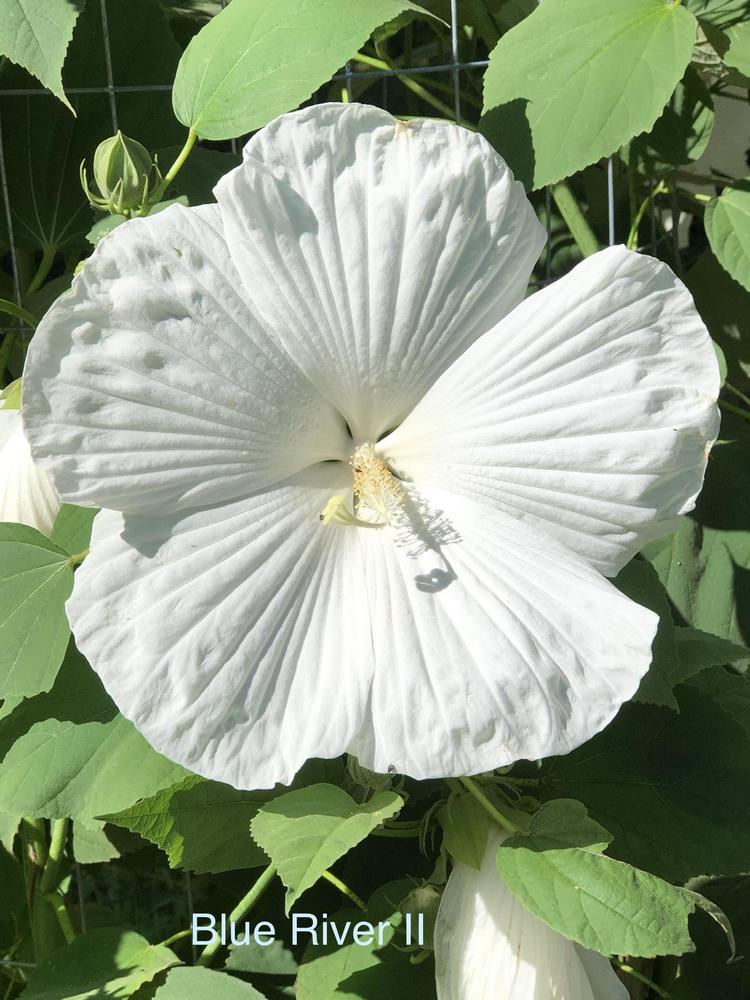Photo of Hybrid Hardy Hibiscus (Hibiscus 'Blue River II') uploaded by lancemedric