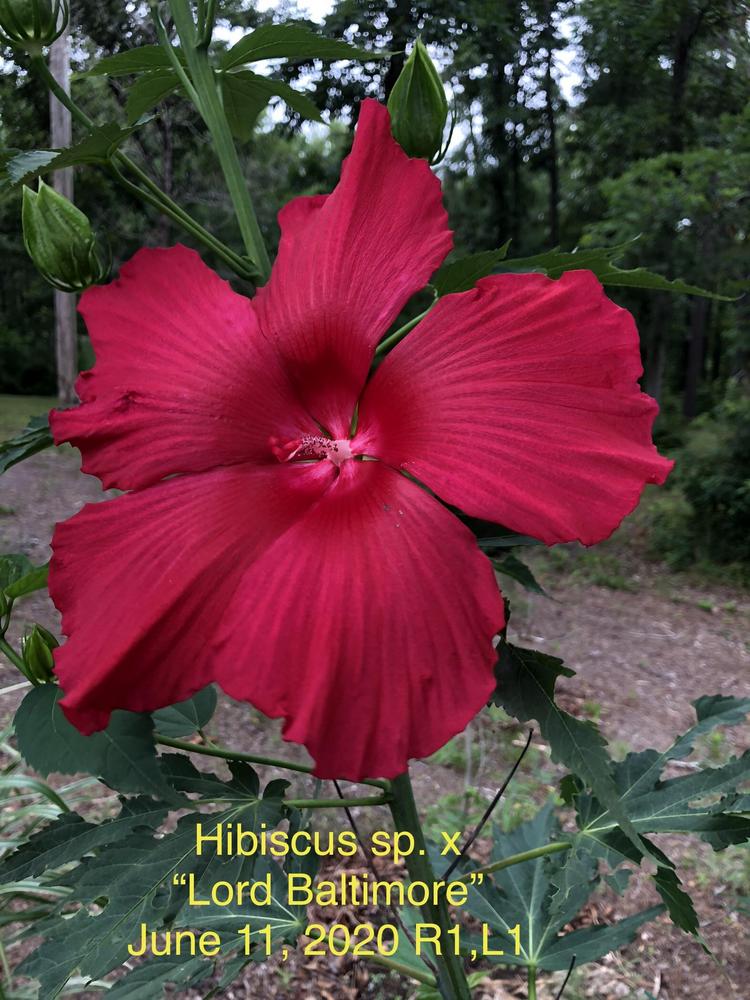 Photo of Hybrid Hardy Hibiscus (Hibiscus 'Lord Baltimore') uploaded by lancemedric