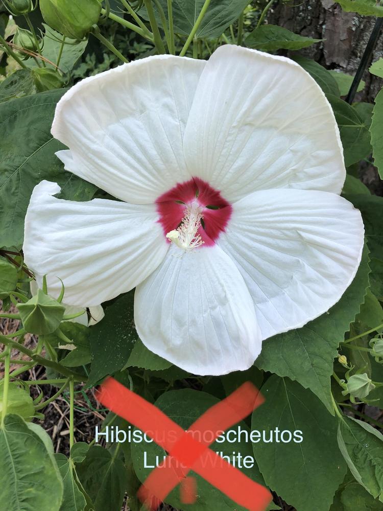 Photo of Hybrid Hardy Hibiscus (Hibiscus Luna™ White) uploaded by lancemedric