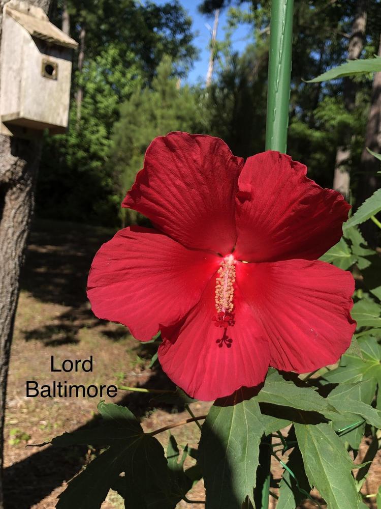 Photo of Hybrid Hardy Hibiscus (Hibiscus 'Lord Baltimore') uploaded by lancemedric