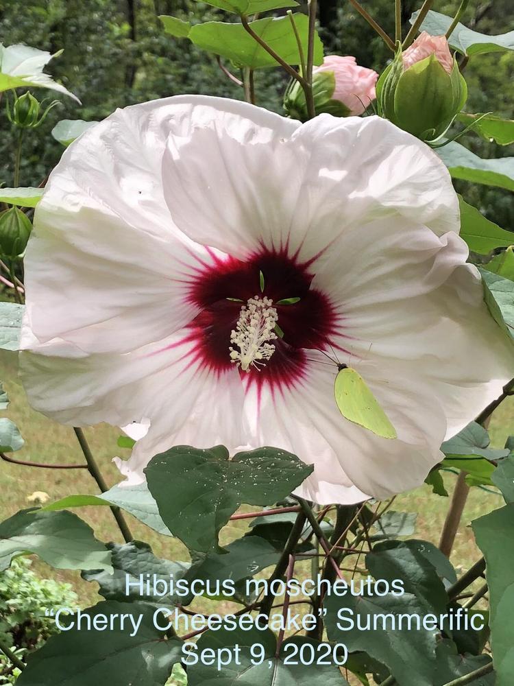 Photo of Hybrid Hardy Hibiscus (Hibiscus Summerific™ Cherry Cheesecake) uploaded by lancemedric