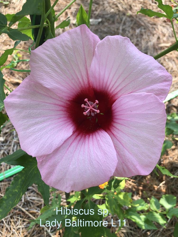 Photo of Hybrid Hardy Hibiscus (Hibiscus 'Lady Baltimore') uploaded by lancemedric