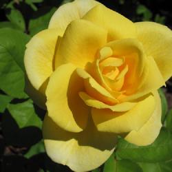 Location: charlottetown, pei, canada
Date: 2022-06-25
Rosa 'Ch-Ching', a bright yellow grandiflora ,on first yr.plant.