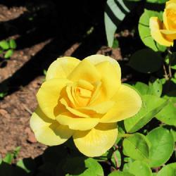 Location: charlottetown, pei, canada
Date: 2022-06-25
Rosa 'Ch-Ching', a bright yellow on first yr. plant ,growing well