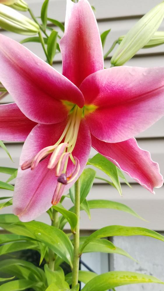 Photo of Lilies (Lilium) uploaded by DawnaE
