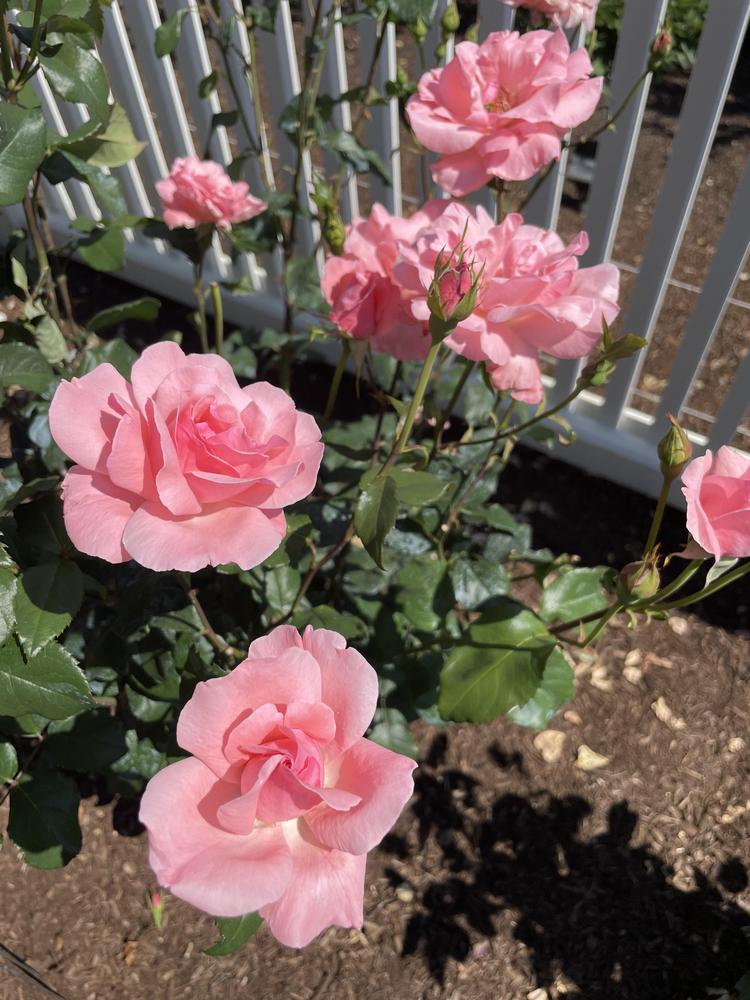 Photo of Rose (Rosa 'Queen Elizabeth') uploaded by Zoia
