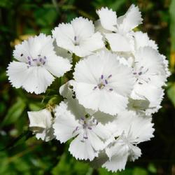 Location: Eagle Bay, New York
Date: 2022-07-03
Sweet William (Dianthus barbatus), close up ... white blooms with