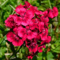 Location: Eagle Bay, New York
Date: 2022-07-03
Sweet William (Dianthus barbatus) deep reds