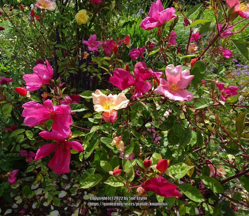Photo of Rose (Rosa 'Mutabilis') uploaded by kniphofia