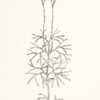 illustration [as Lycopodium complanatum] by Ida Martin Clute from