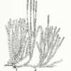 illustration [as Lycopodium sitchense] by Ida Martin Clute from '