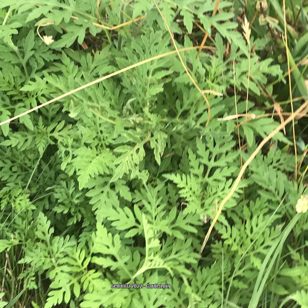 Photo of Common Ragweed (Ambrosia artemisiifolia) uploaded by sedumzz