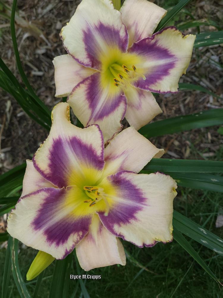 Photo of Daylily (Hemerocallis 'Destined to See') uploaded by ElyceC