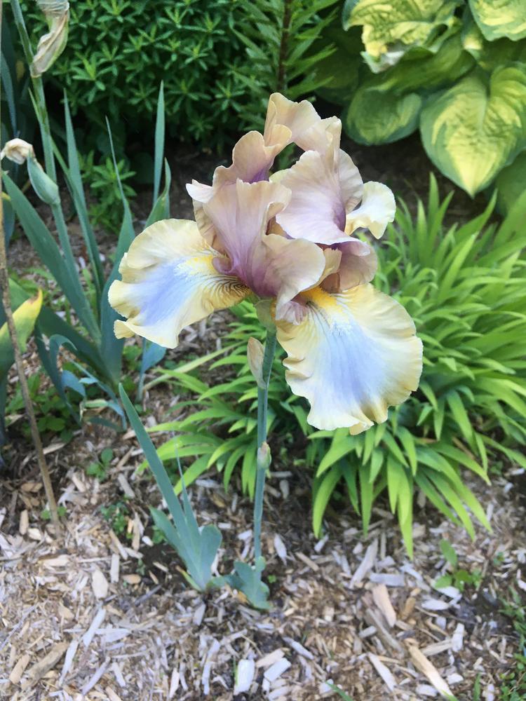 Photo of Tall Bearded Iris (Iris 'Art Project') uploaded by Hemlass
