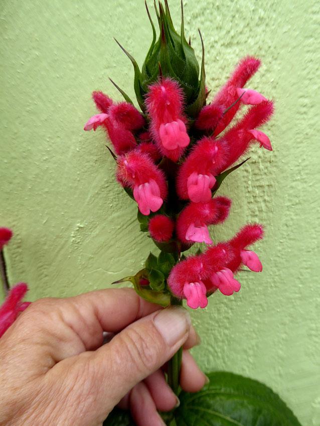Photo of Bolivian Hummingbird Sage (Salvia oxyphora) uploaded by Joy
