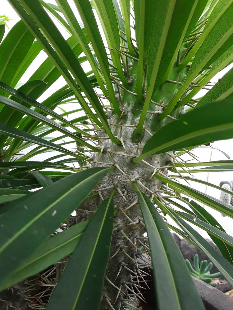 Photo of Madagascar Palm (Pachypodium lamerei) uploaded by MySecretIslandGarden