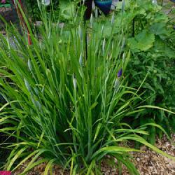 Location: Eagle Bay, New York
Date: 2022-07-03
Japanese Iris (Iris ensata 'Royal Robe') entire plant with buds
