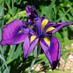 Location: Eagle Bay, New York
Date: 2022-07-04
Japanese Iris (Iris ensata 'Royal Robe') 1st bloom of the season