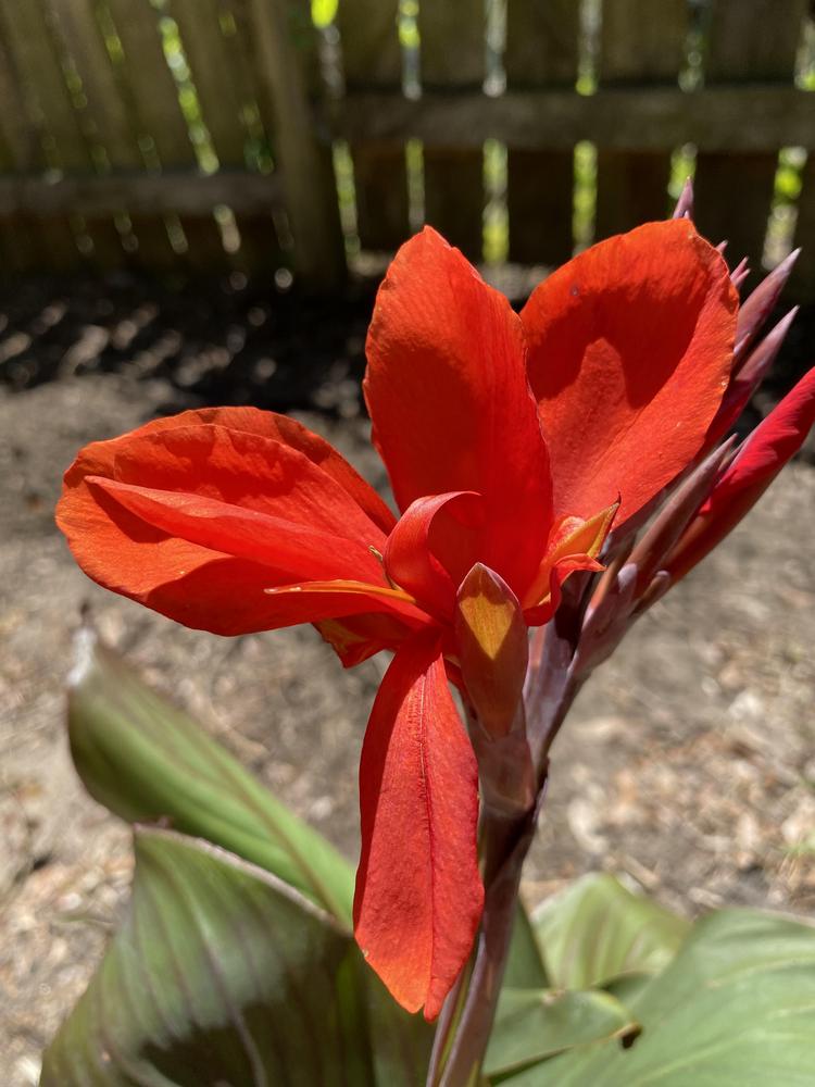 Photo of Cannas (Canna) uploaded by aikenforflowers