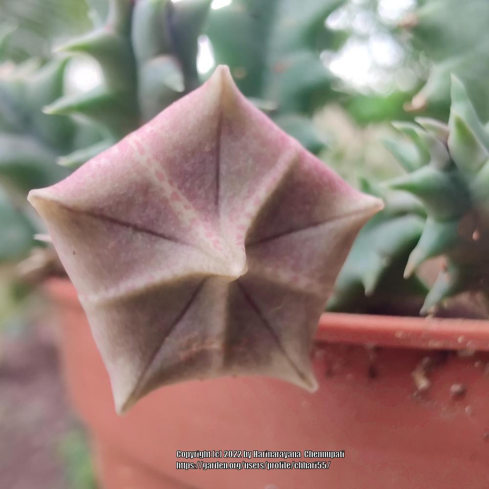 Photo of Lifesaver Plant (Ceropegia zebrina subsp. zebrina) uploaded by chhari55