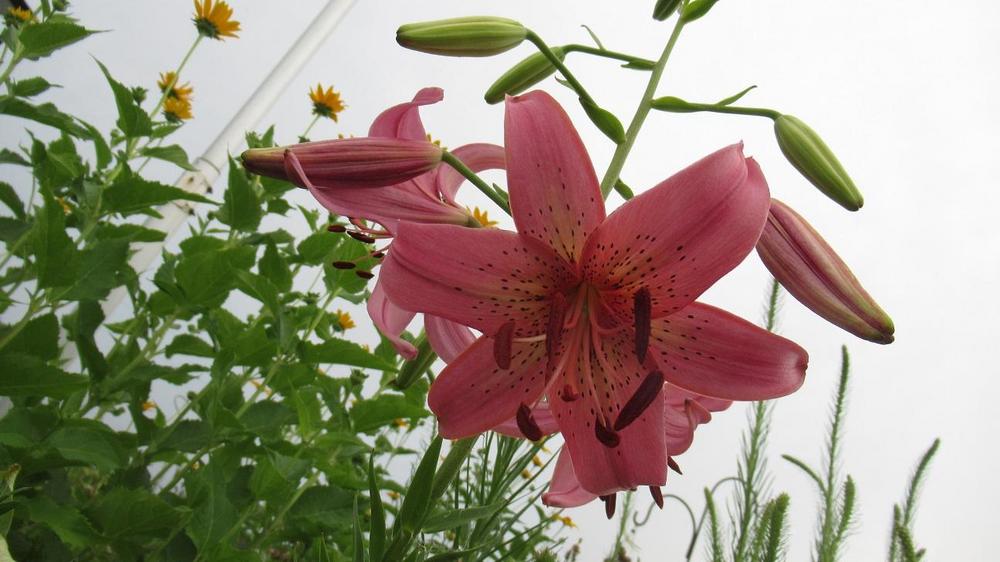 Photo of Lily (Lilium 'Iowa Rose') uploaded by gardenglassgems