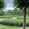 Designed by Piet Oudolf this garden uses primarily drifts of the 