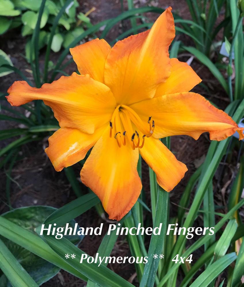 Photo of Daylily (Hemerocallis 'Highland Pinched Fingers') uploaded by nancyindg