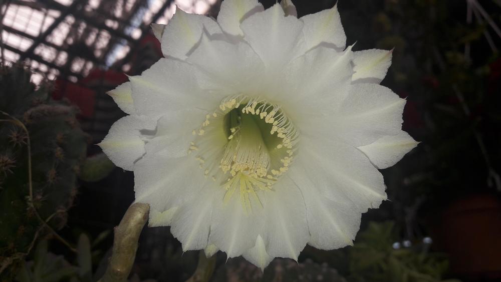 Photo of Sea-Urchin Cactus (Echinopsis oxygona) uploaded by skopjecollection