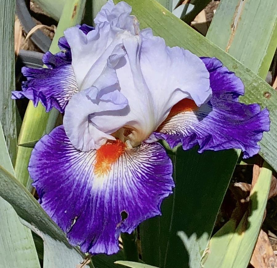 Photo of Tall Bearded Iris (Iris 'Gypsy Lord') uploaded by LizzyLegs