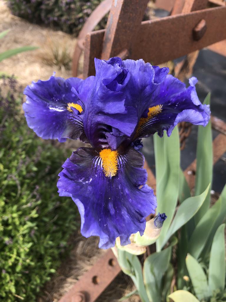 Photo of Tall Bearded Iris (Iris 'Deep Dark Secret') uploaded by LizzyLegs
