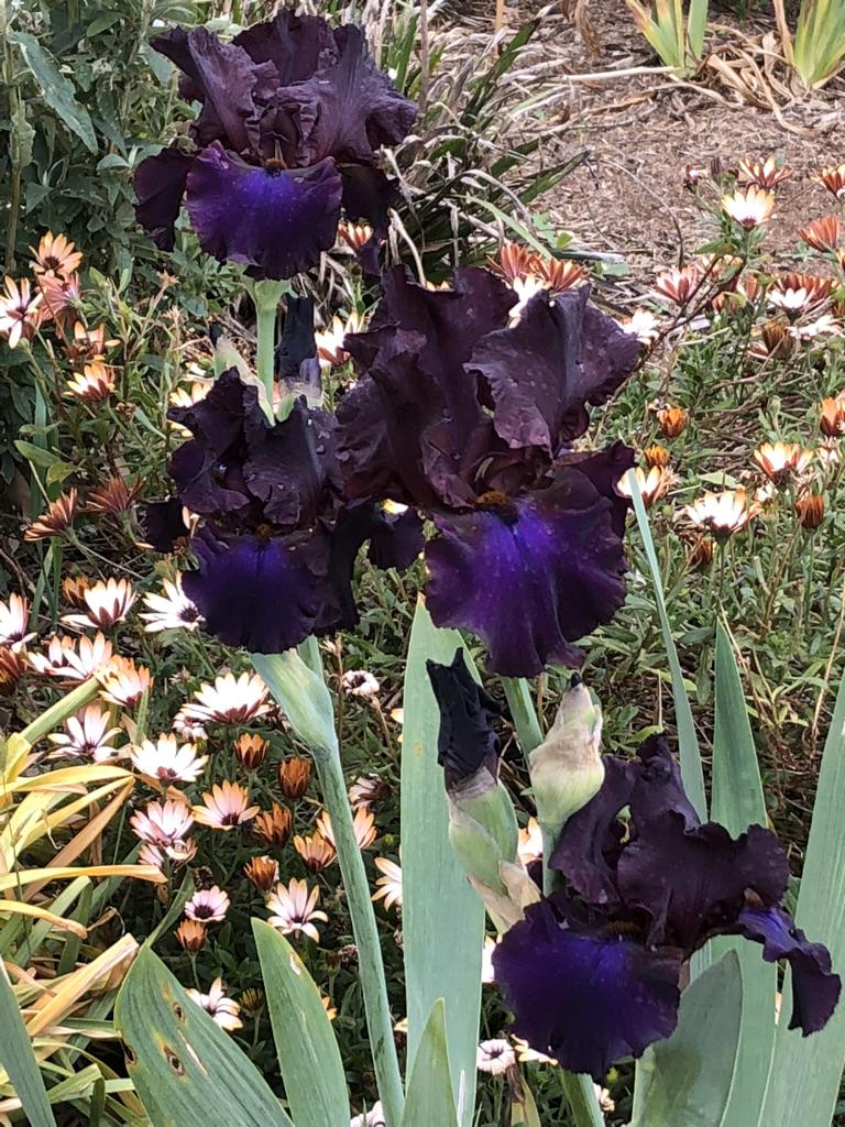 Photo of Tall Bearded Iris (Iris 'Grape Expectations') uploaded by LizzyLegs