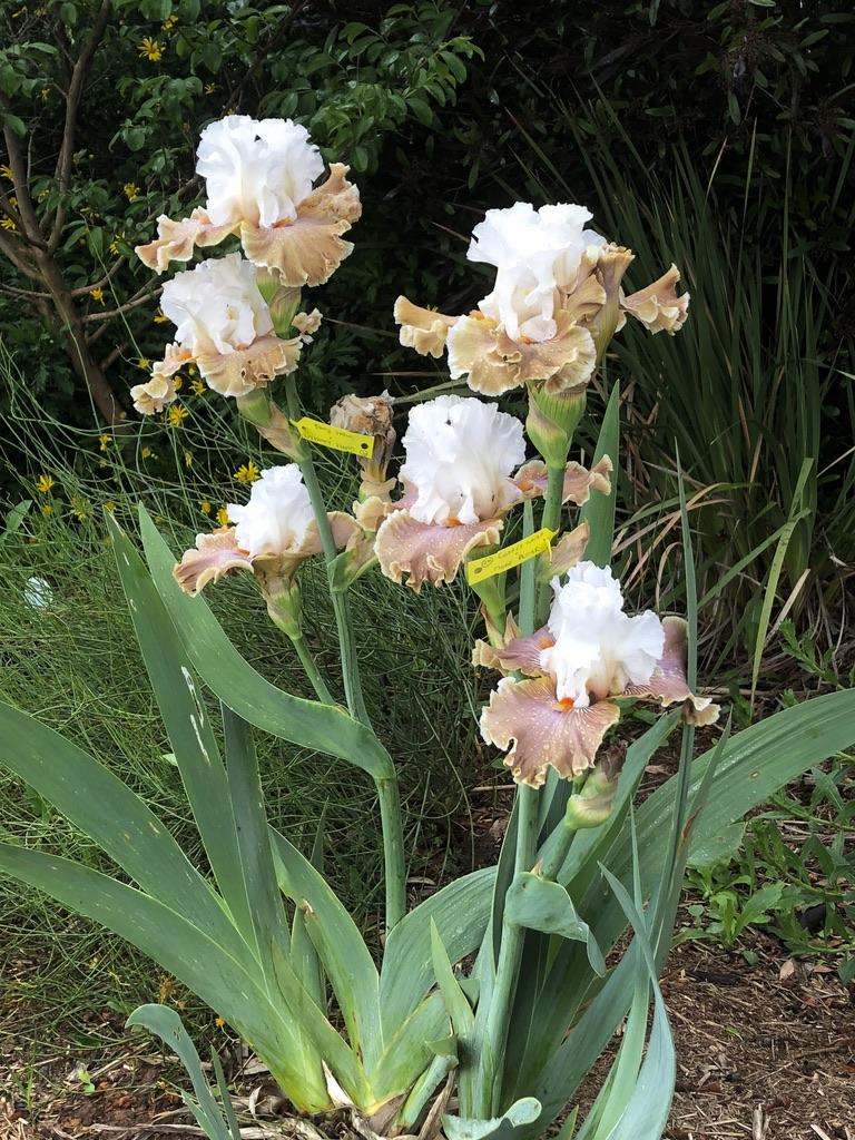 Photo of Tall Bearded Iris (Iris 'Coffee Whispers') uploaded by LizzyLegs