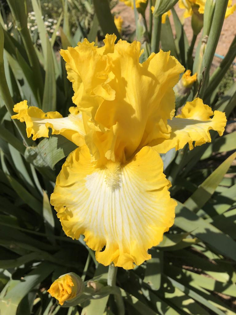 Photo of Tall Bearded Iris (Iris 'That's All Folks') uploaded by LizzyLegs